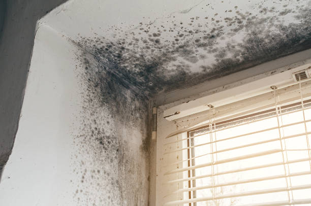 Affordable Black Mold Remediation solutions in Troutdale, OR